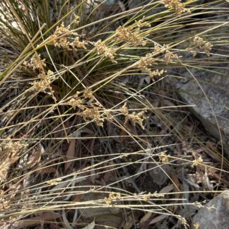 Native Grasses Verge & Meadow Mix