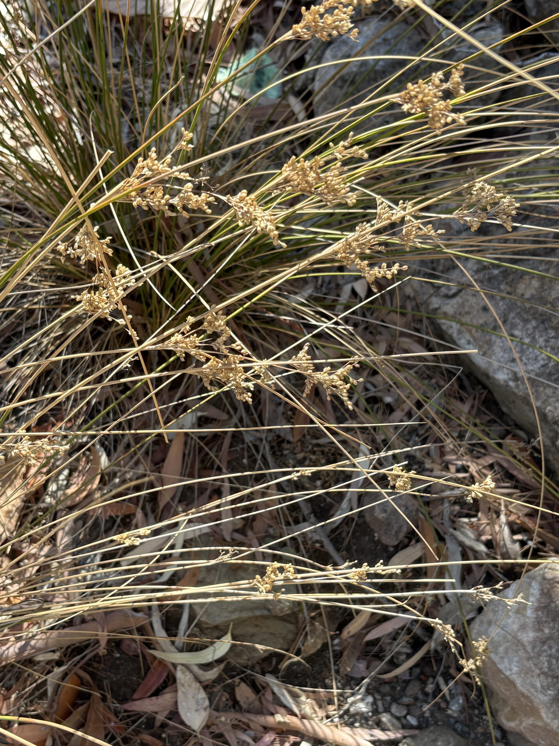 Native Grasses Verge & Meadow Mix Native Grasses Verge & Meadow Mix