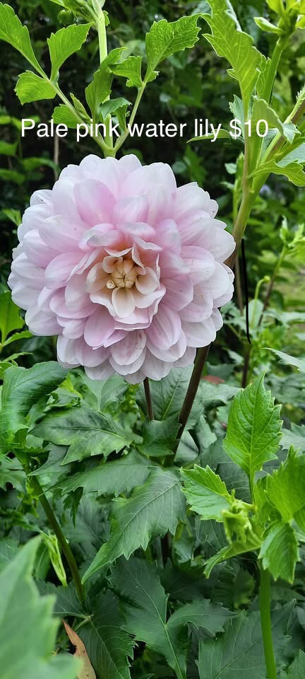 Pale Pink/White Waterlily Dahlia Pale Pink/White Waterlily Dahlia - Image 5