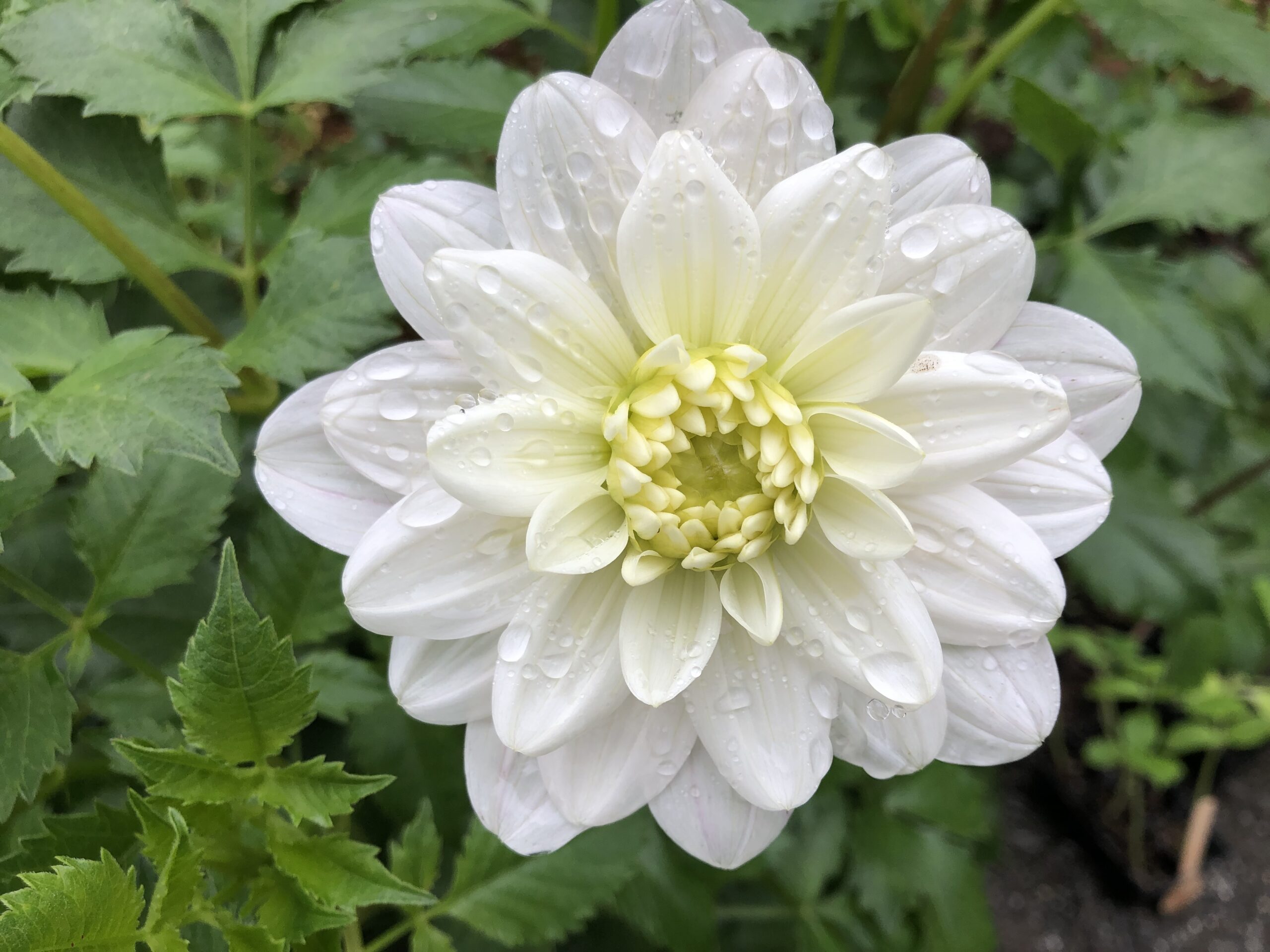 Pale Pink/White Waterlily Dahlia Pale Pink/White Waterlily Dahlia - Image 3