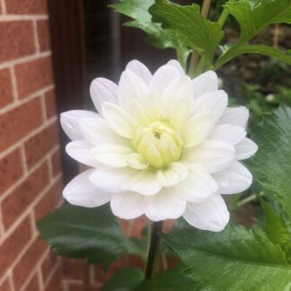 Home Pale Pink/White Waterlily Dahlia