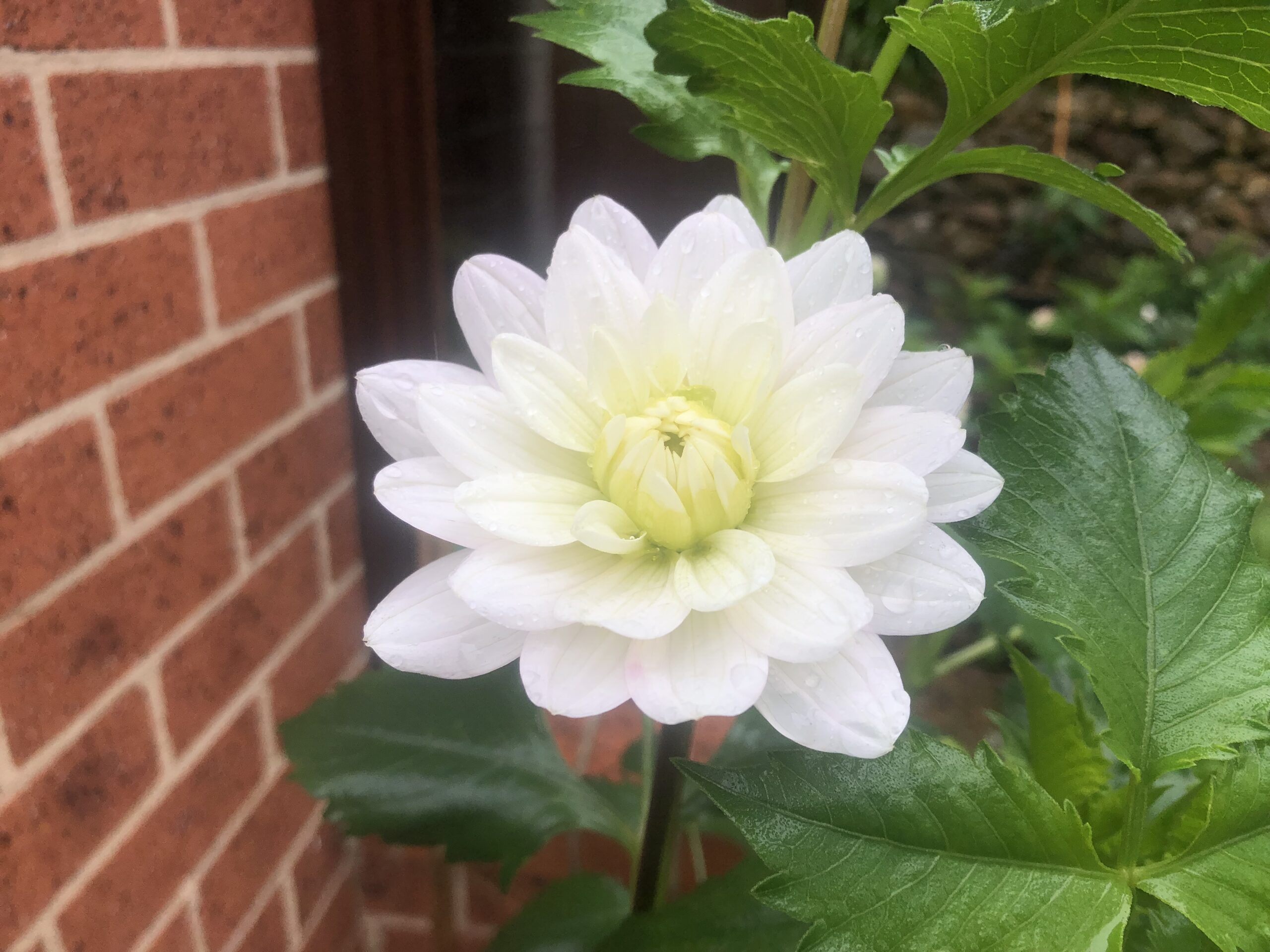 Pale Pink/White Waterlily Dahlia Pale Pink/White Waterlily Dahlia