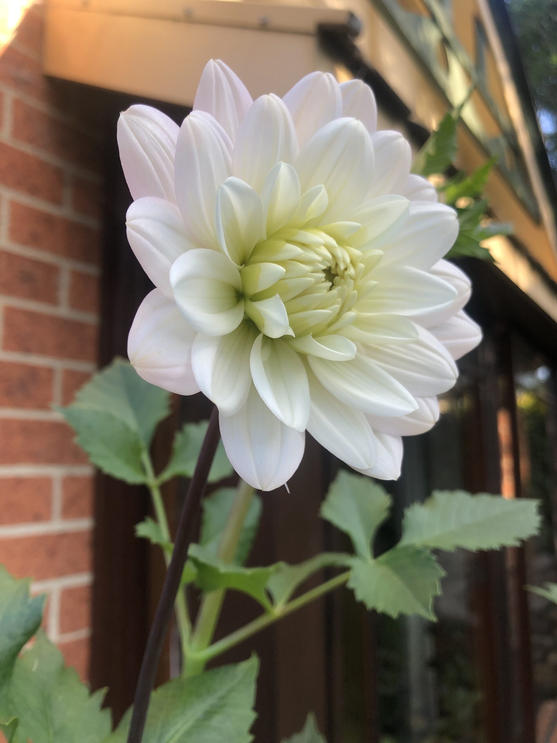 Pale Pink/White Waterlily Dahlia Pale Pink/White Waterlily Dahlia - Image 4