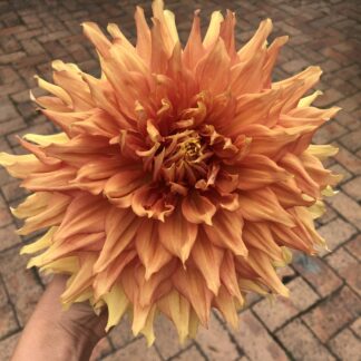 Home Dahlia "Hamari Gold"