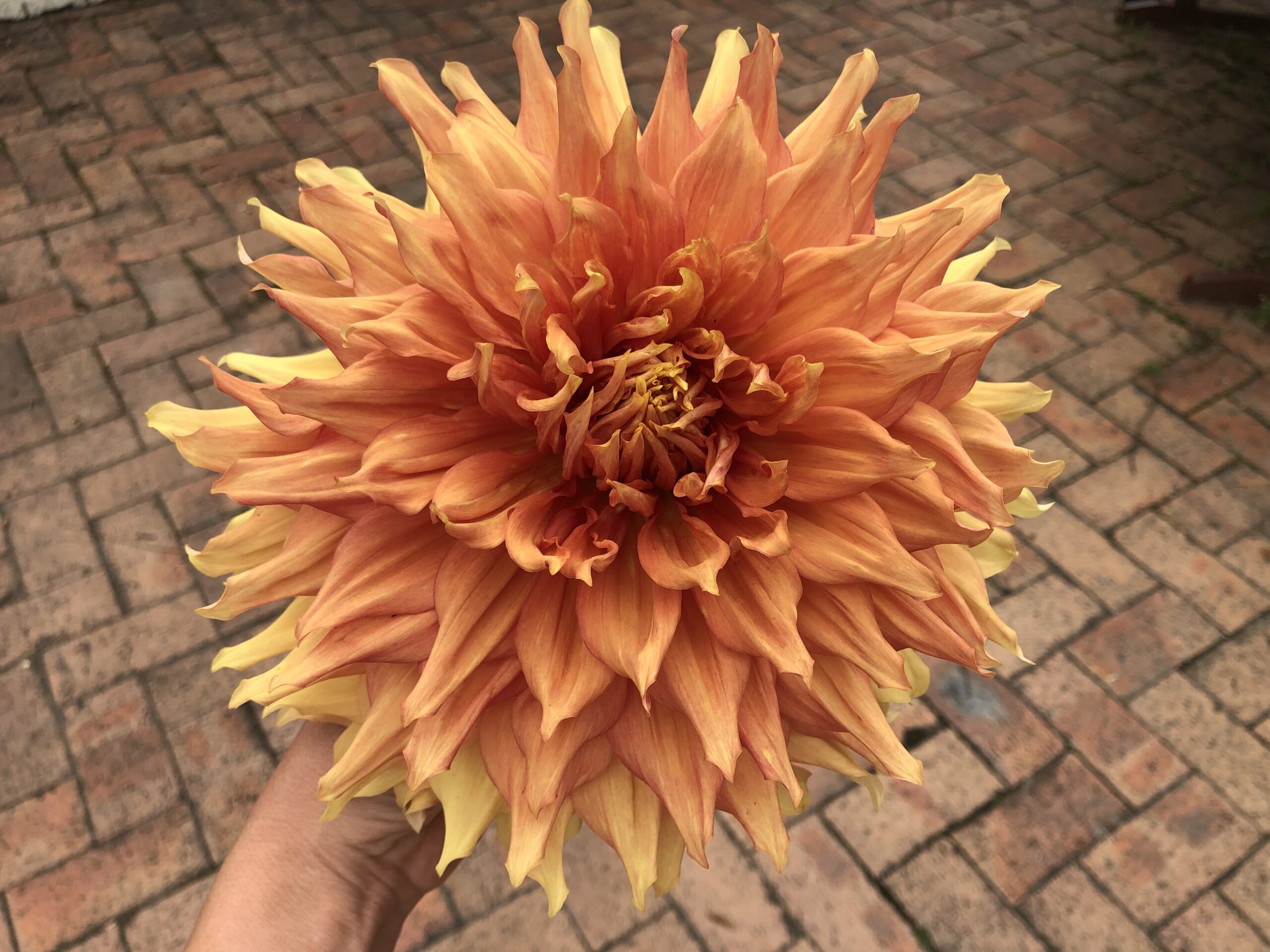 Dahlia "Hamari Gold" Dahlia "Hamari Gold"