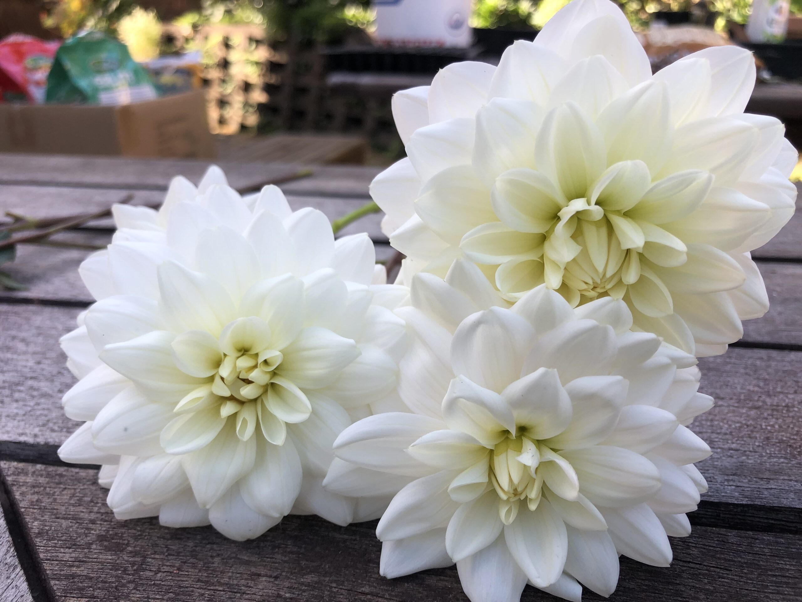 Pale Pink/White Waterlily Dahlia Pale Pink/White Waterlily Dahlia - Image 2