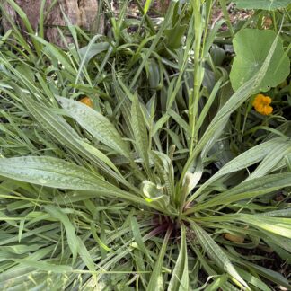 Plantain Plantago Major Broadleaf