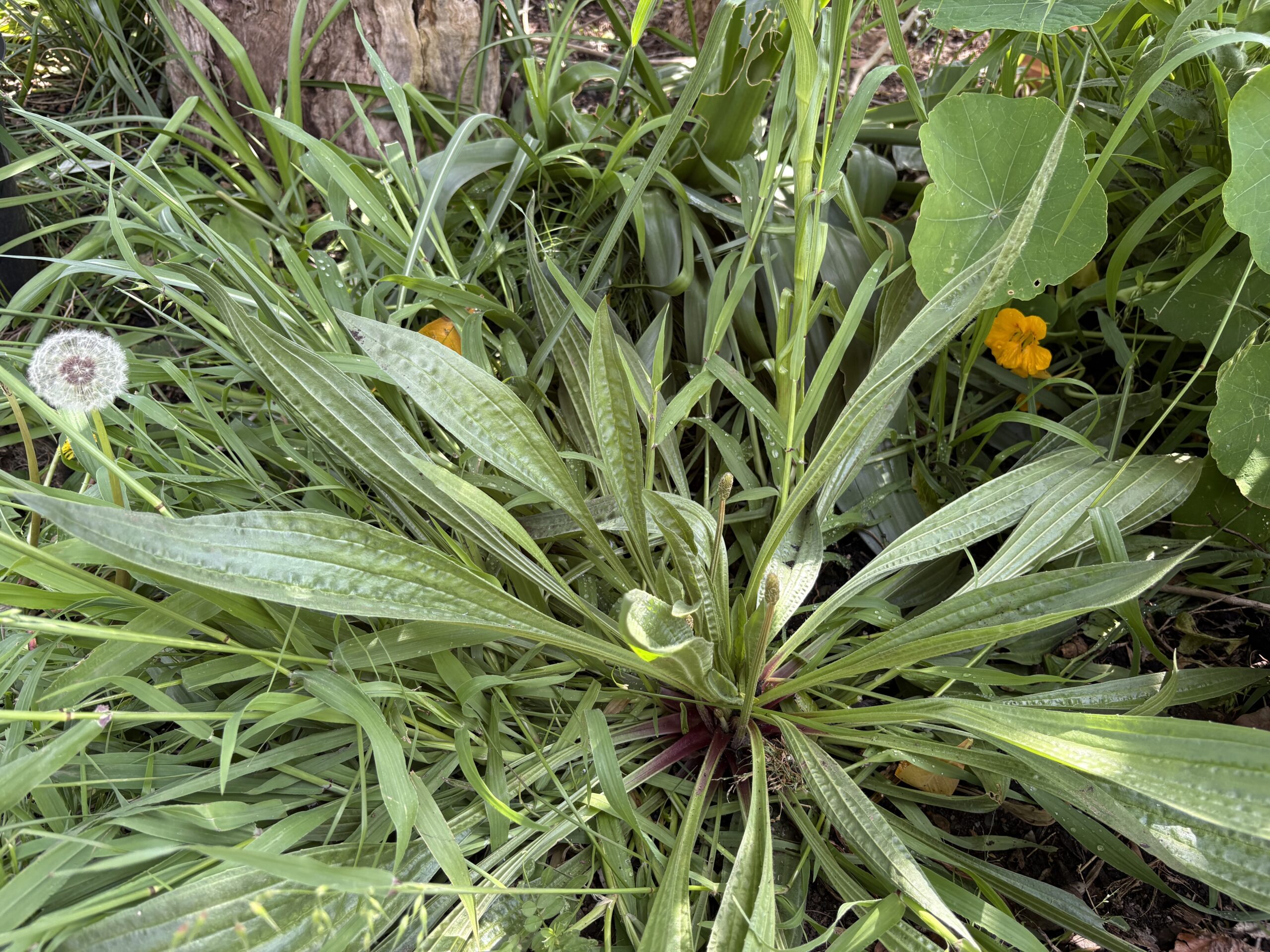 Plantain Plantago Major Broadleaf Plantain Plantago Major Broadleaf
