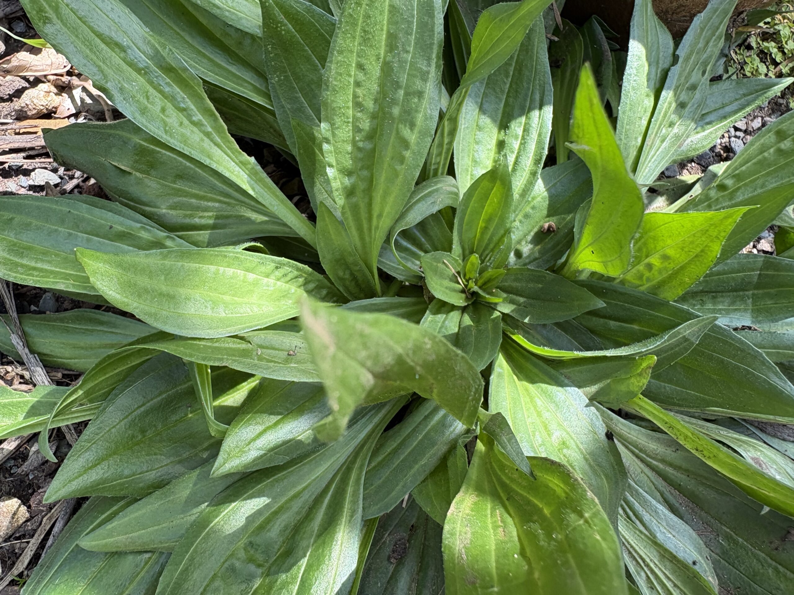 Plantain Plantago Major Broadleaf Plantain Plantago Major Broadleaf - Image 4