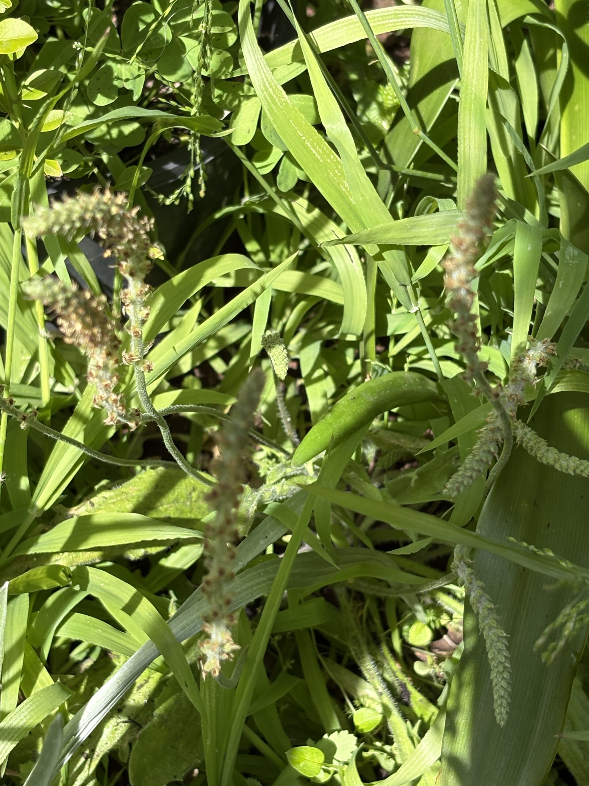 Plantain Plantago Major Broadleaf Plantain Plantago Major Broadleaf - Image 3
