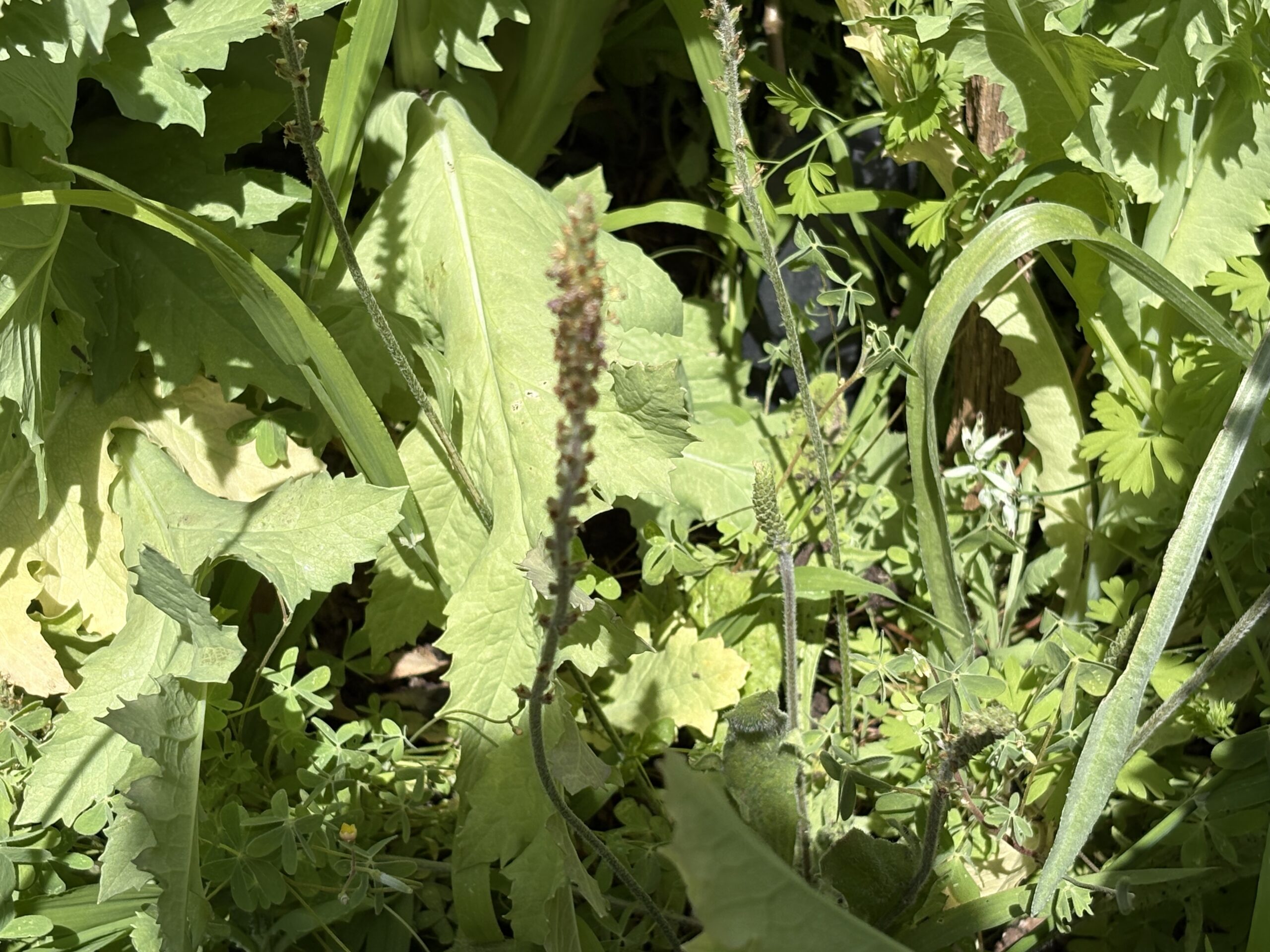 Plantain Plantago Major Broadleaf Plantain Plantago Major Broadleaf - Image 2