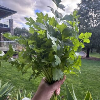 Home Parsley Large Flat Leaf Italian