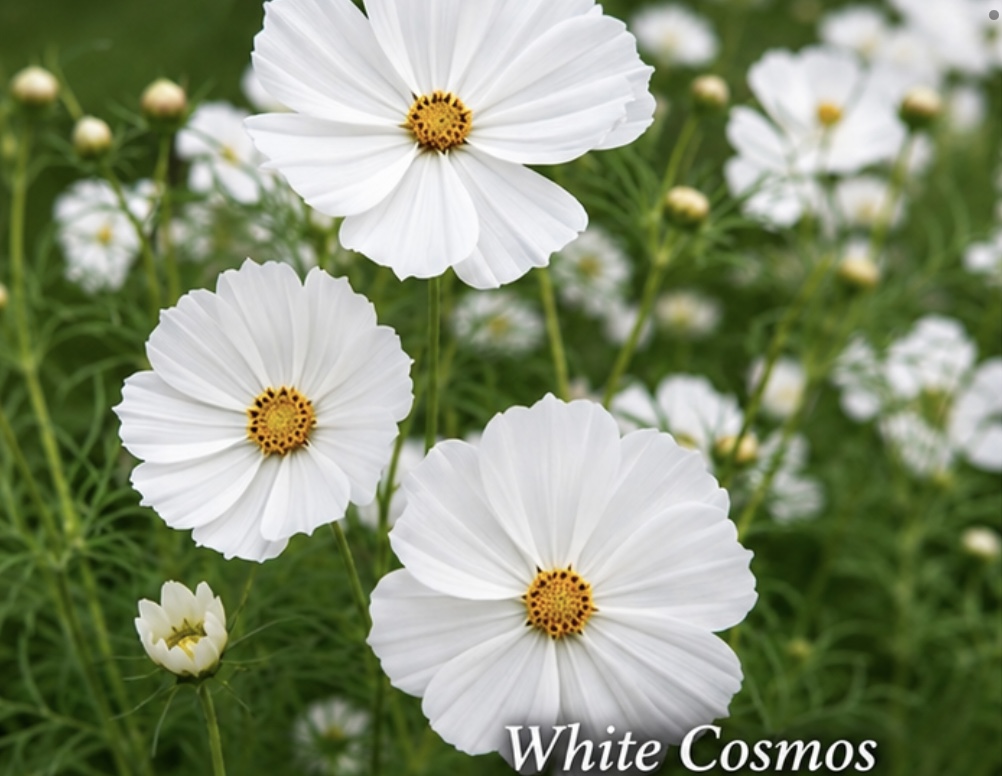 Chocolate Face Sunflower (free White Cosmos) Chocolate Face Sunflower (free White Cosmos) - Image 6
