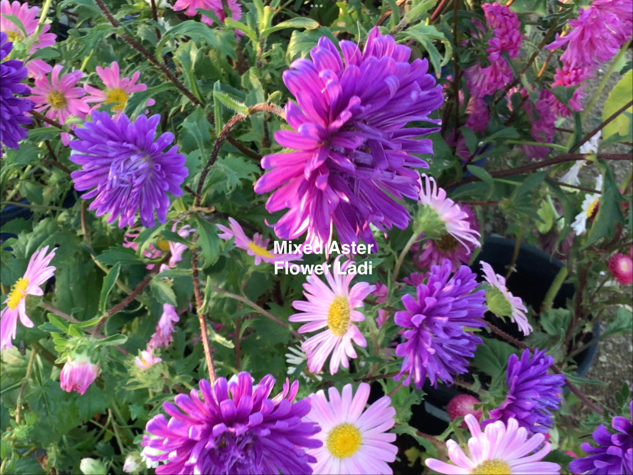 Strawberry Blonde Sunflowers (free Asters) Strawberry Blonde Sunflowers (free Asters) - Image 6