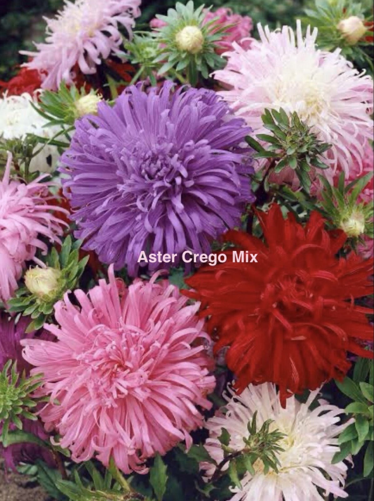 Sunflower Velvet Queen (free Aster Crego) Sunflower Velvet Queen (free Aster Crego) - Image 5