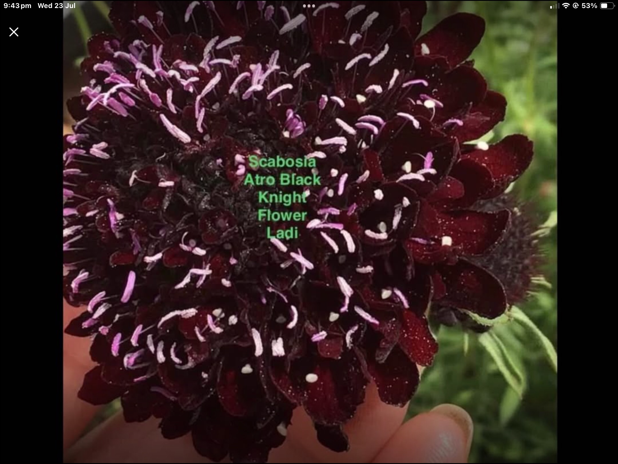 Black Cornflower (free Aster Gusford) Black Cornflower (free Aster Gusford) - Image 3