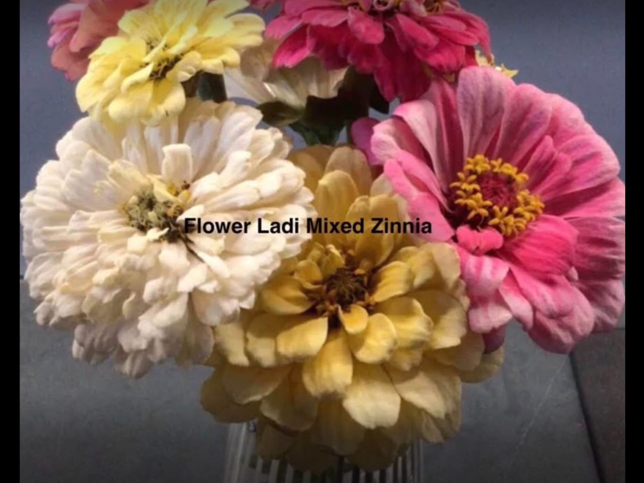 Rose Zinnia (free Mixed Zinnia) Rose Zinnia (free Mixed Zinnia) - Image 7