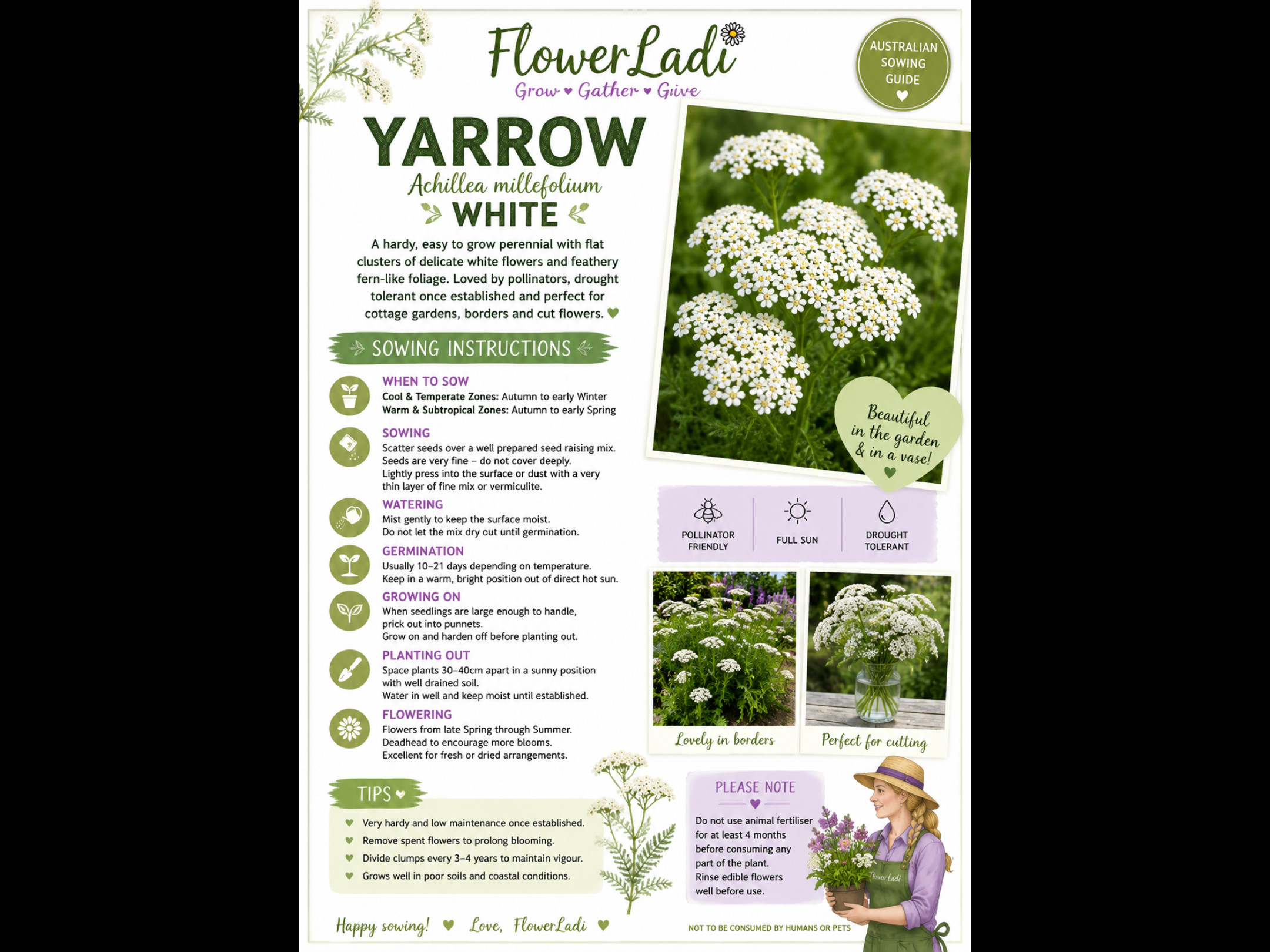 White Yarrow White Yarrow - Image 4