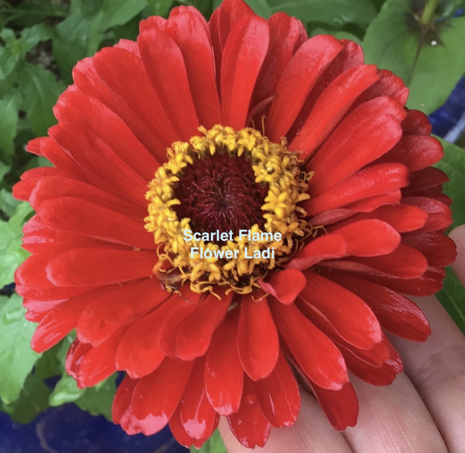 Zinnia Purple Prince (free Scarlet Flame) Zinnia Purple Prince (free Scarlet Flame) - Image 6