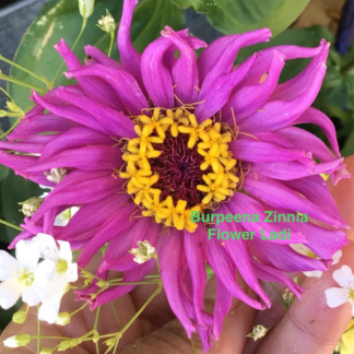 Home Burpeena Zinnia