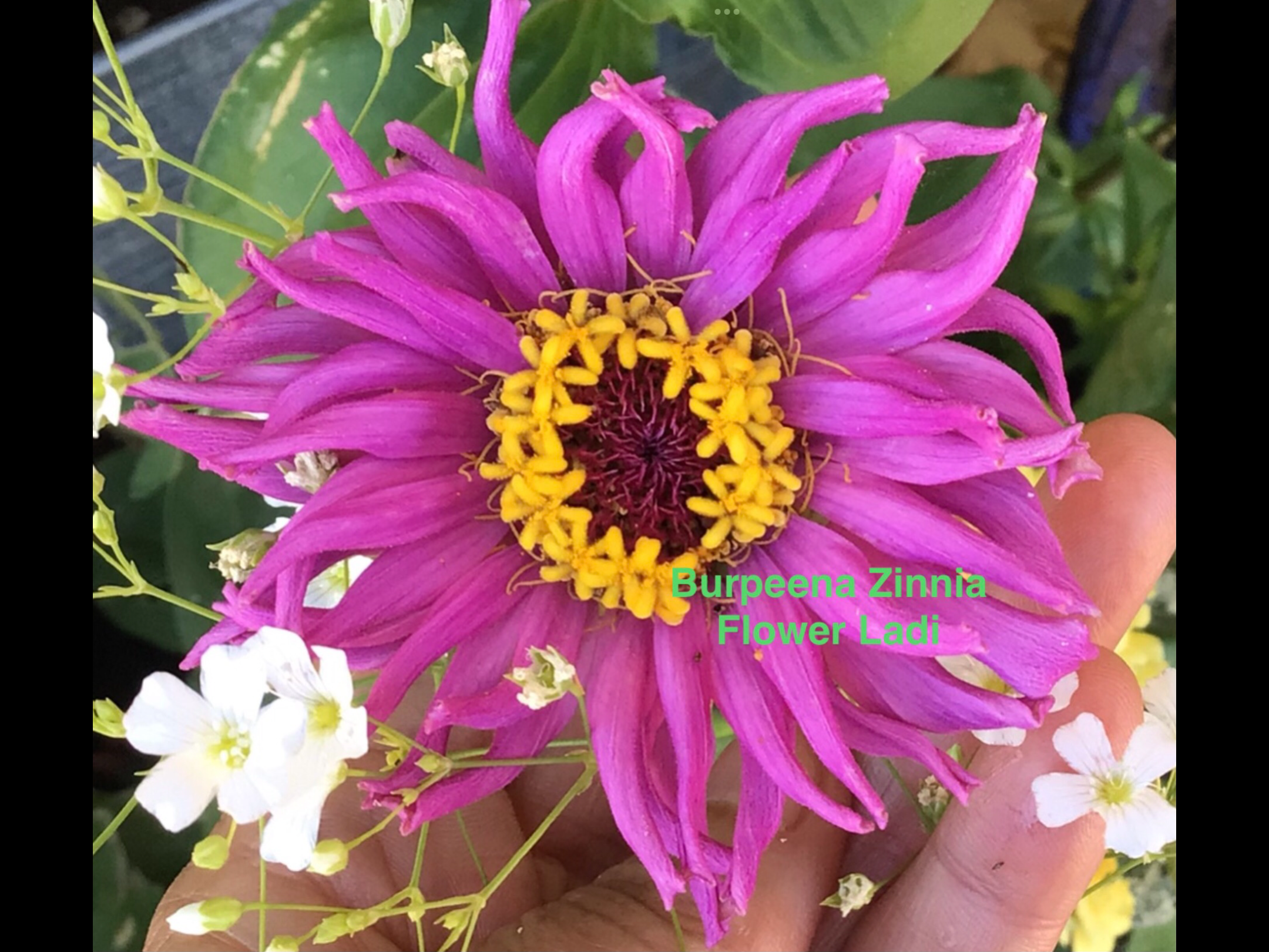 Burpeena Zinnia Burpeena Zinnia