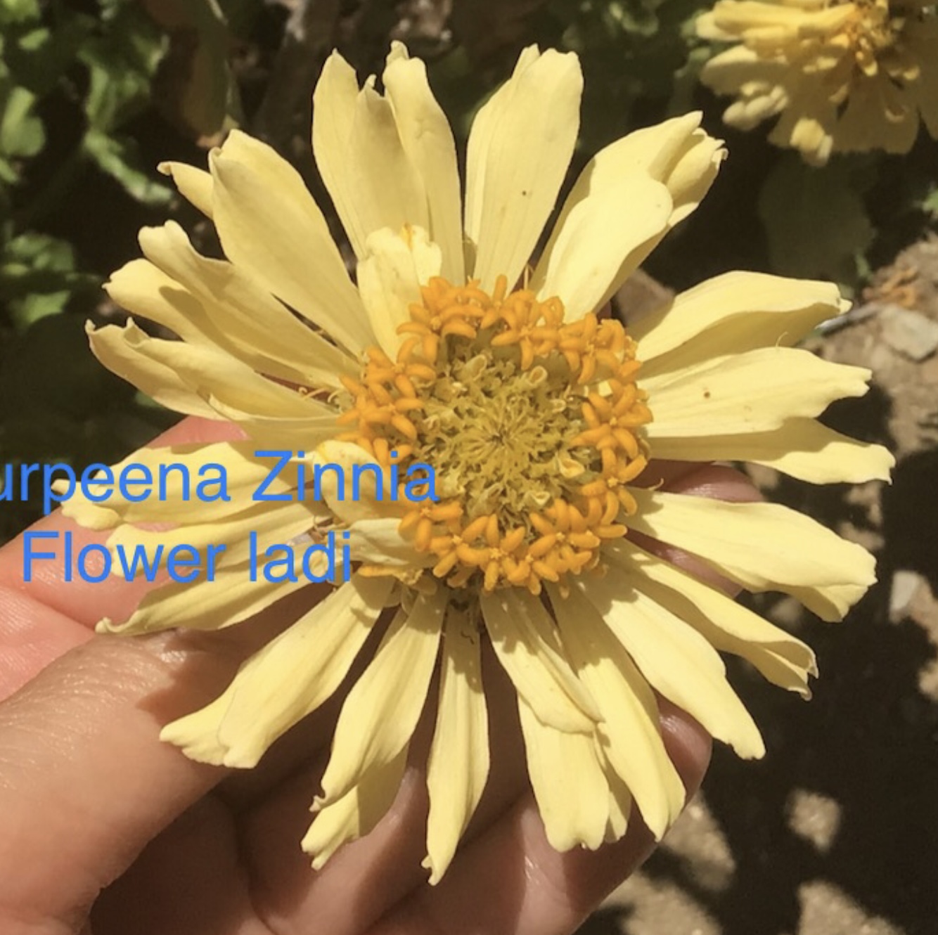 Burpeena Zinnia Burpeena Zinnia - Image 2