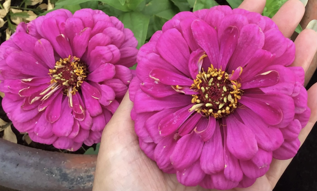 Zinnia Purple Prince (free Scarlet Flame) Zinnia Purple Prince (free Scarlet Flame) - Image 4