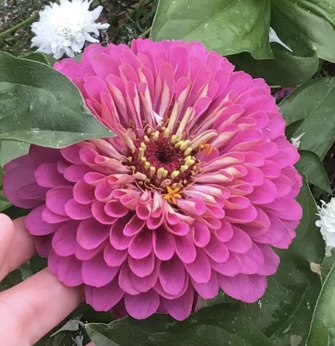 Zinnia Purple Prince (free Scarlet Flame) Zinnia Purple Prince (free Scarlet Flame) - Image 3