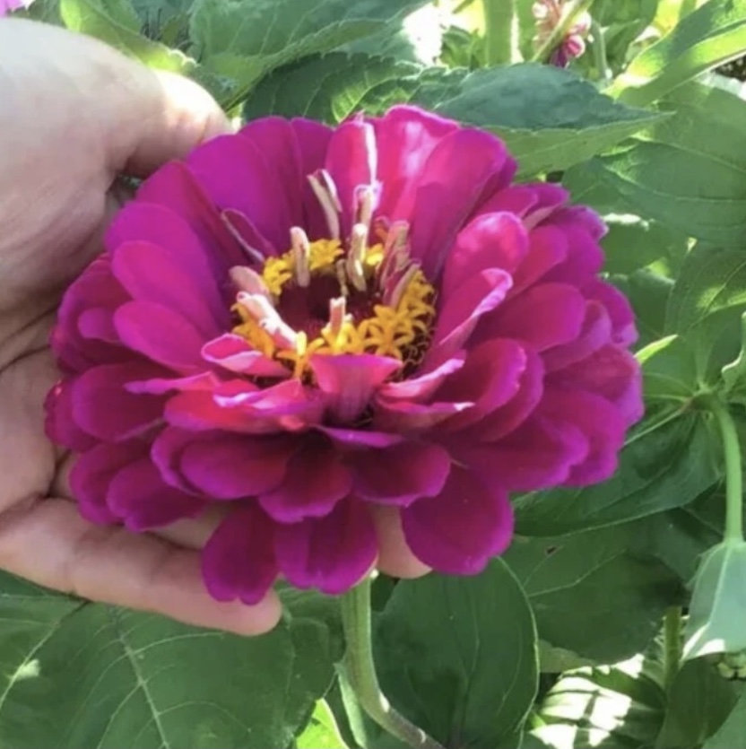 Zinnia Purple Prince (free Scarlet Flame) Zinnia Purple Prince (free Scarlet Flame) - Image 2