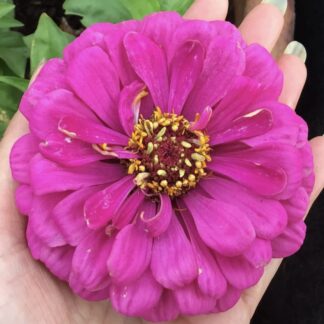 Home Zinnia Purple Prince (free Scarlet Flame)