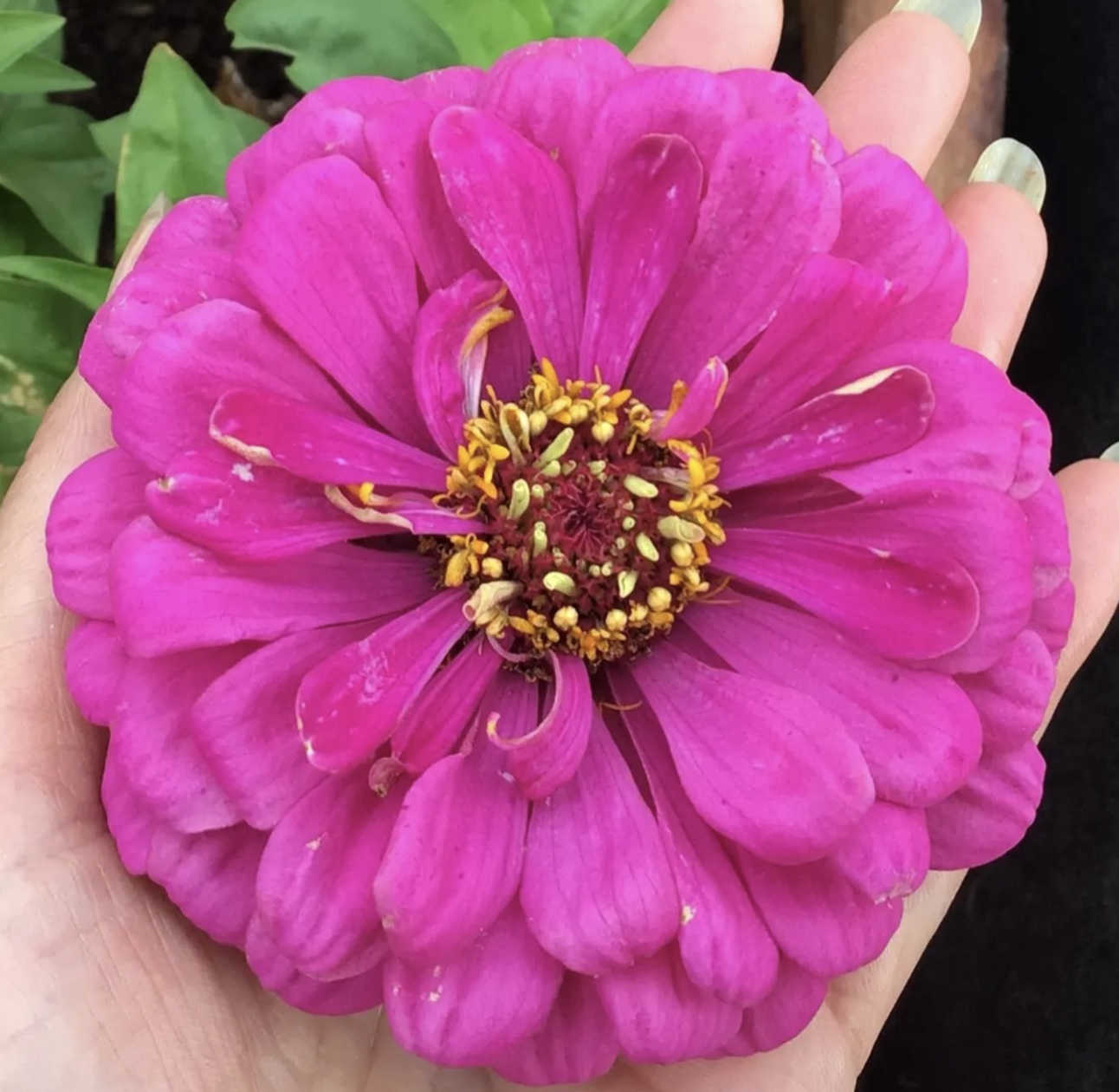 Zinnia Purple Prince (free Scarlet Flame) Zinnia Purple Prince (free Scarlet Flame)