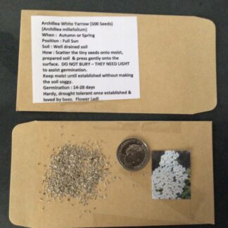Home White Yarrow