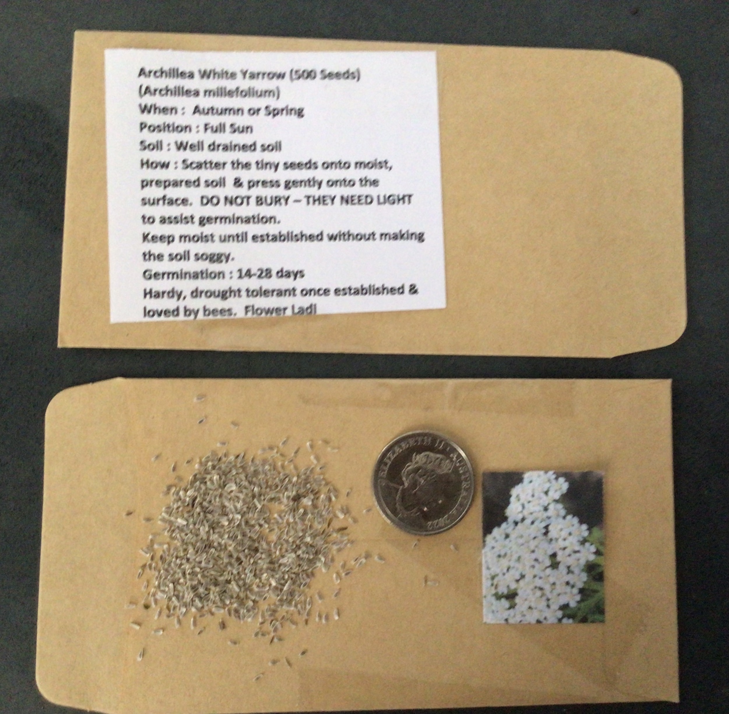 White Yarrow White Yarrow