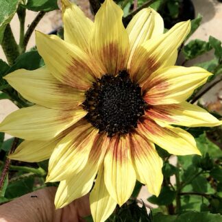 Home Lilac Spray Sunflower (free White Zinnia)