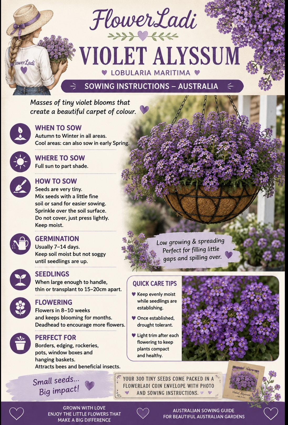 Violet Alyssum Violet Alyssum - Image 4