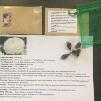 Home White Ranunculus Corm & Frilled Viola Seed Gift Pack