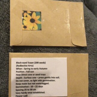 Home Blackeyed Susan (500 Pack)