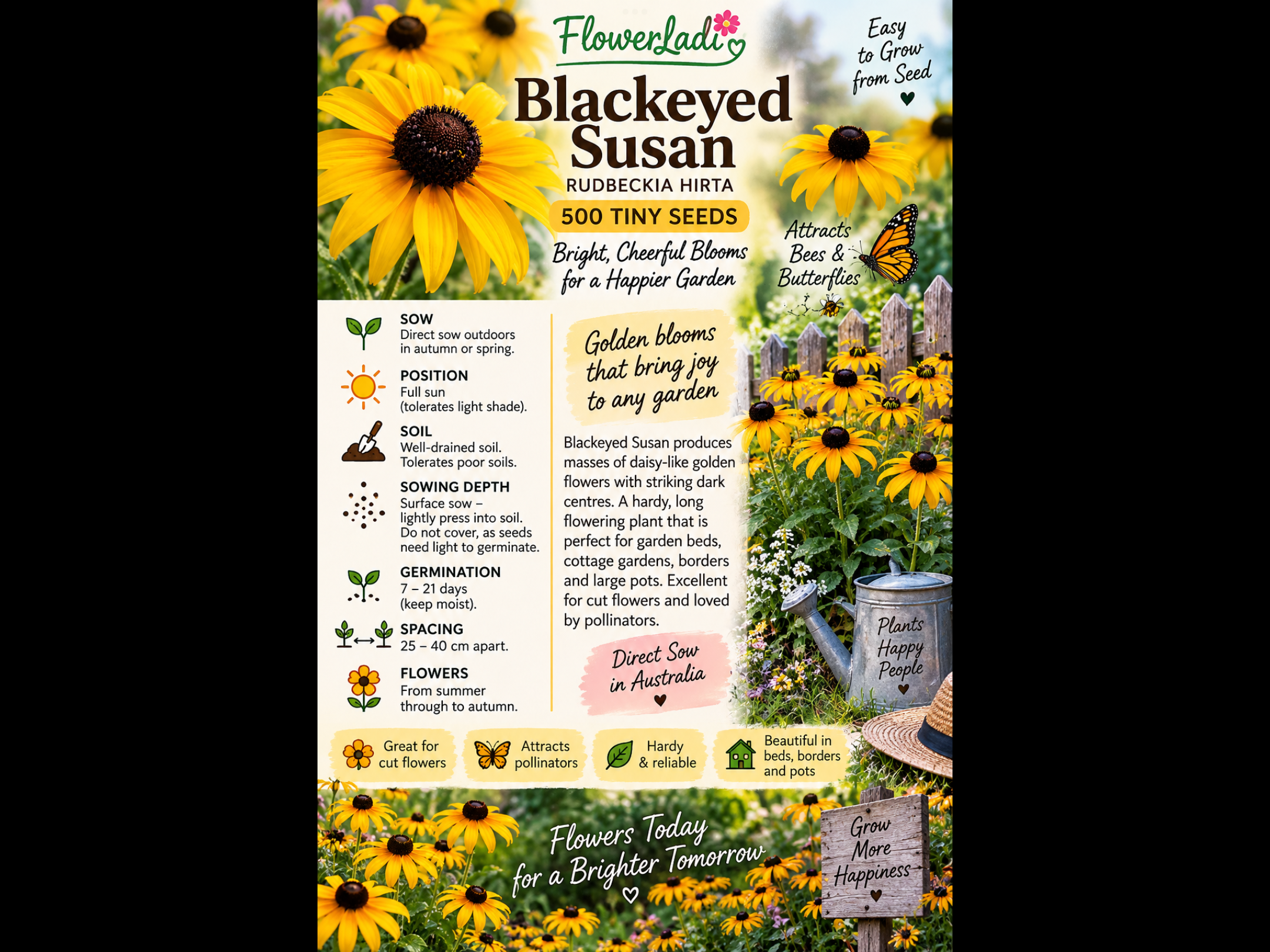 Blackeyed Susan (500 Pack) Blackeyed Susan (500 Pack) - Image 4