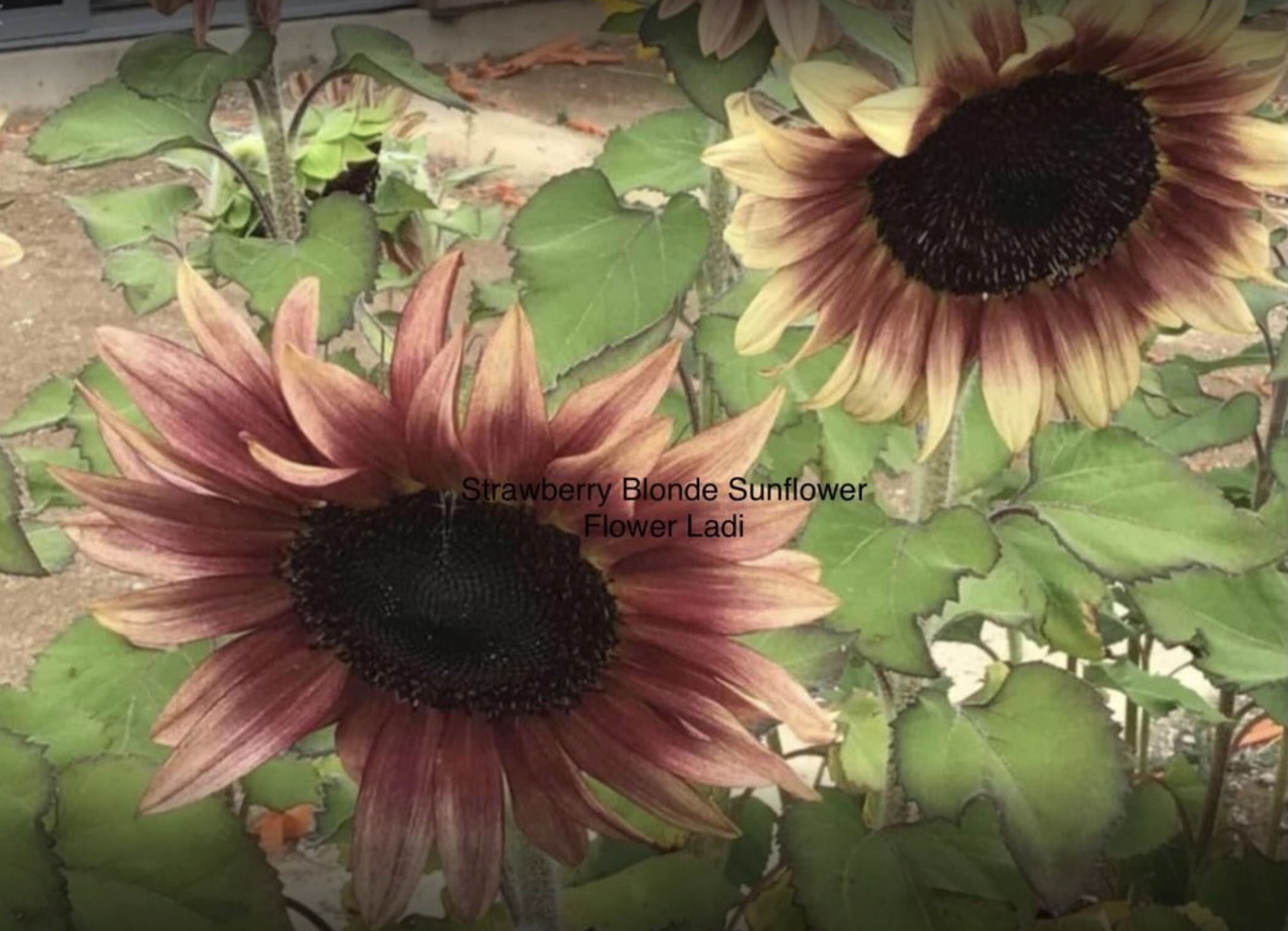 Strawberry Blonde Sunflowers (free Asters) Strawberry Blonde Sunflowers (free Asters) - Image 3