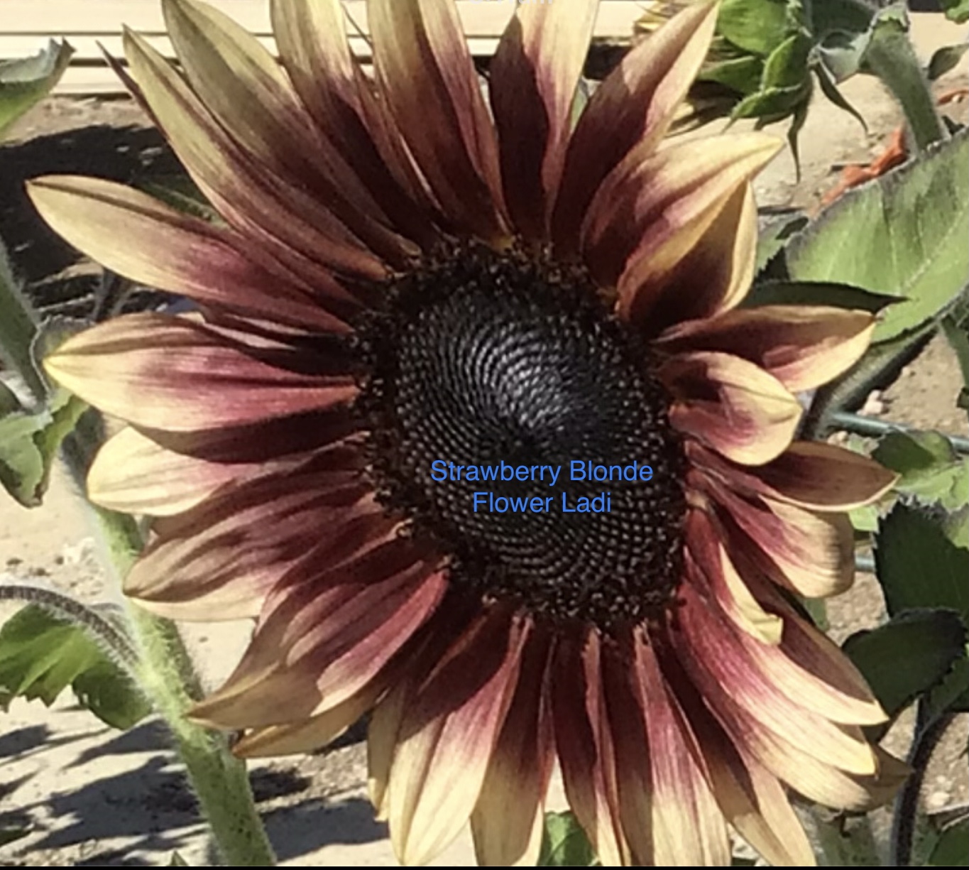 Strawberry Blonde Sunflowers (free Asters) Strawberry Blonde Sunflowers (free Asters) - Image 2