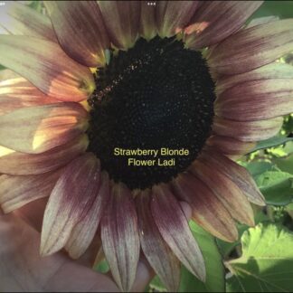 Home Strawberry Blonde Sunflowers (free Asters)