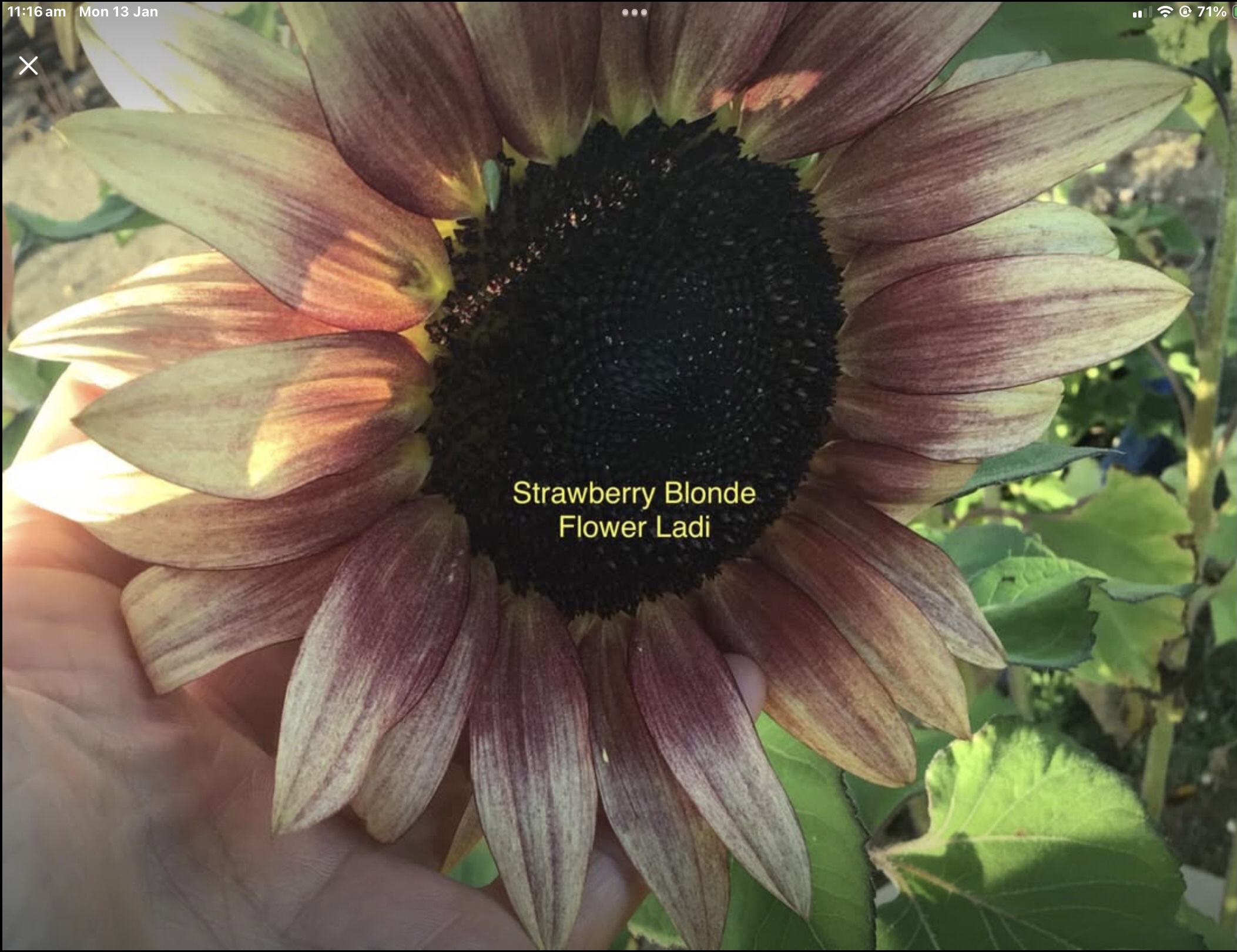Strawberry Blonde Sunflowers (free Asters) Strawberry Blonde Sunflowers (free Asters)