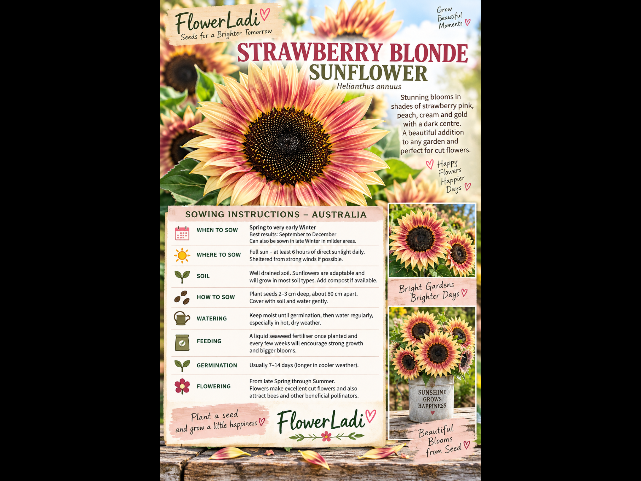 Strawberry Blonde Sunflowers (free Asters) Strawberry Blonde Sunflowers (free Asters) - Image 5