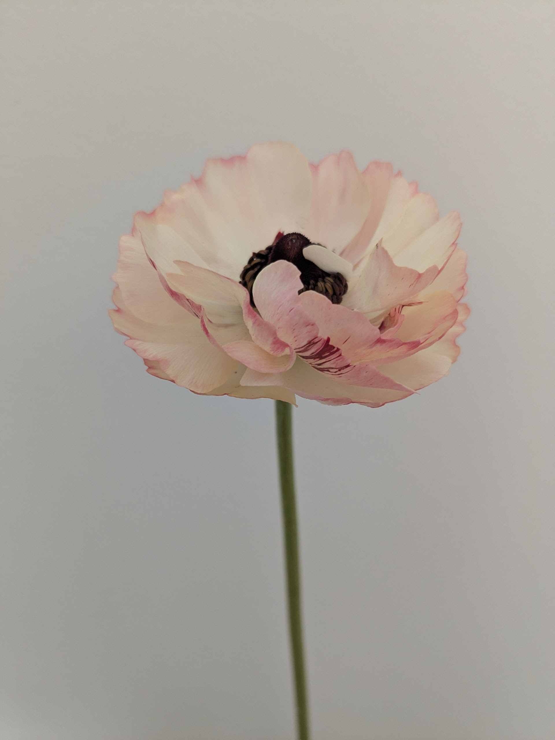 Ranunculus Lucky Dip Ranunculus Lucky Dip - Image 5