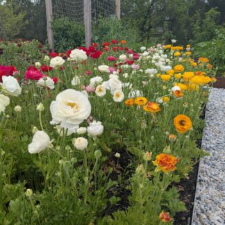 Home Ranunculus Lucky Dip