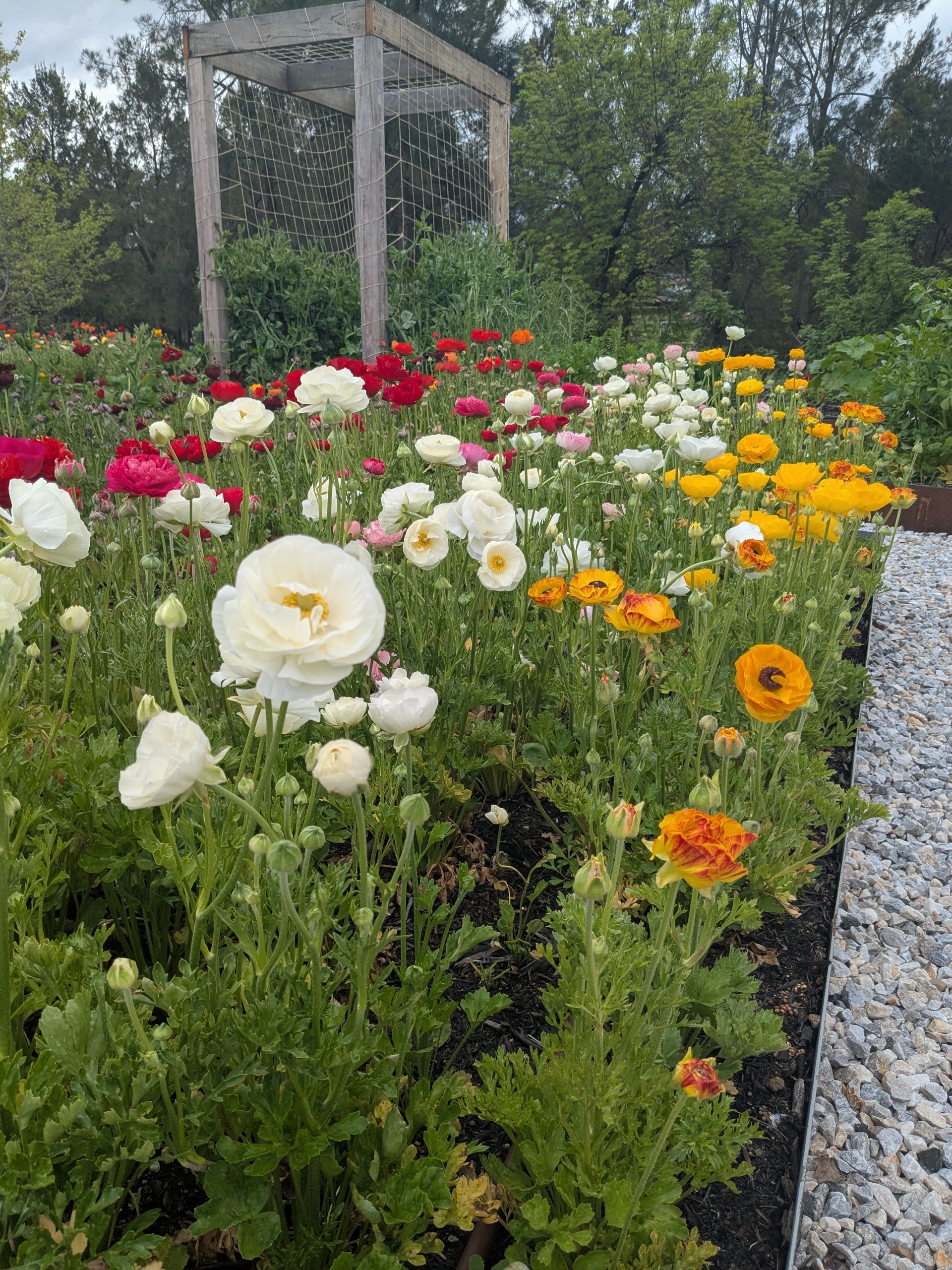 Ranunculus Lucky Dip Ranunculus Lucky Dip