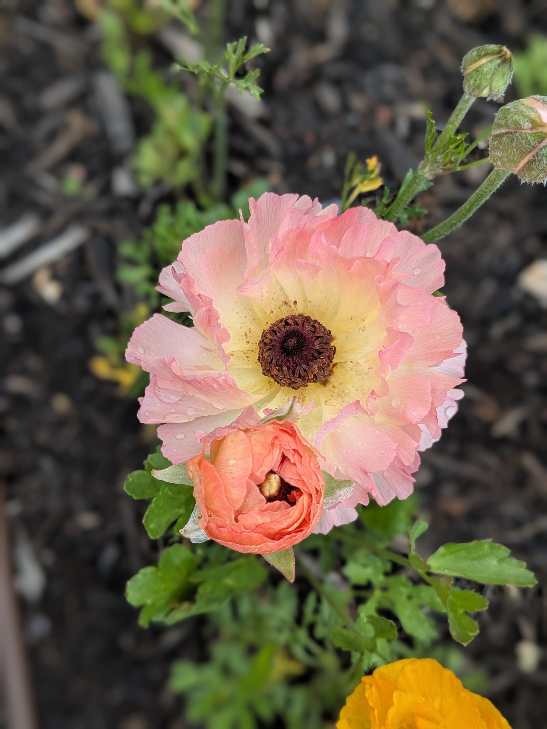 Ranunculus Lucky Dip Ranunculus Lucky Dip - Image 6