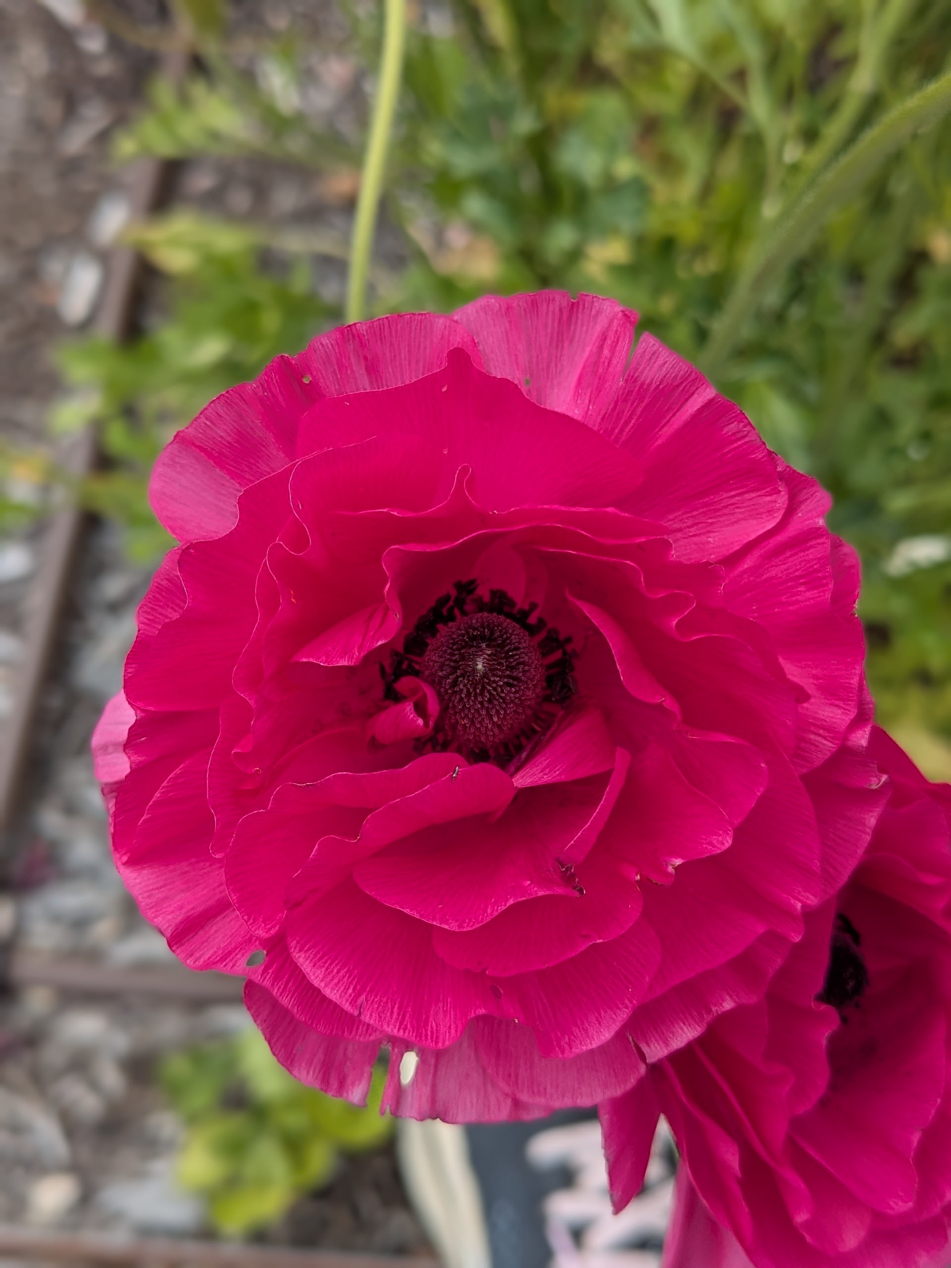 Ranunculus Lucky Dip Ranunculus Lucky Dip - Image 3