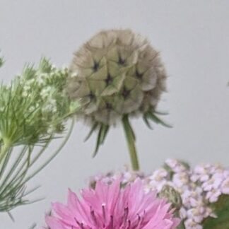 Home Scabiosa Drumstick