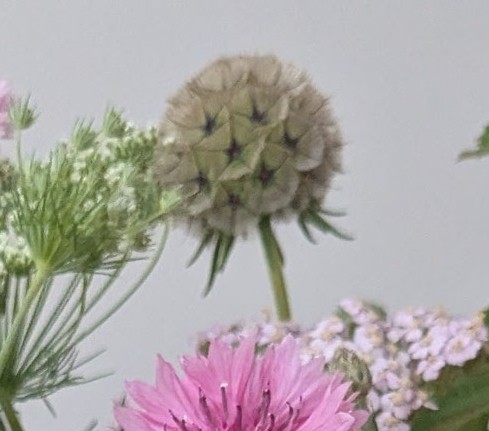 Scabiosa Drumstick Scabiosa Drumstick